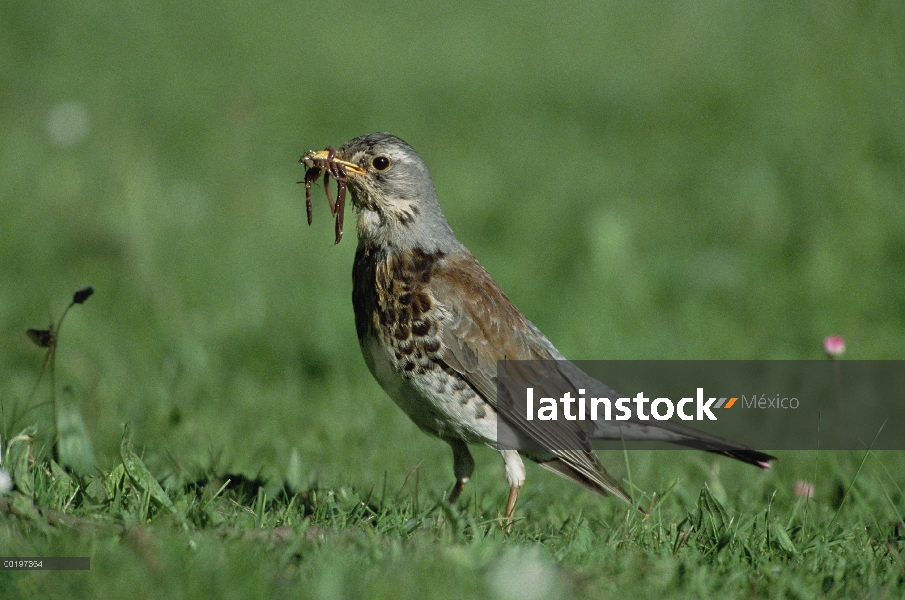 Zorzal real (Turdus pilaris) con gusano en el pico, Alemania