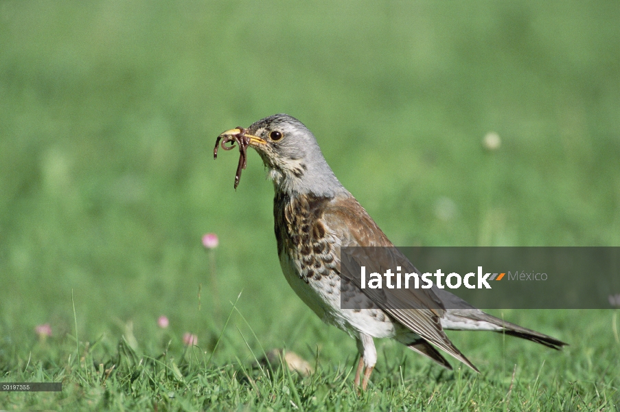 Zorzal real (Turdus pilaris) con gusanos en pico, Alemania