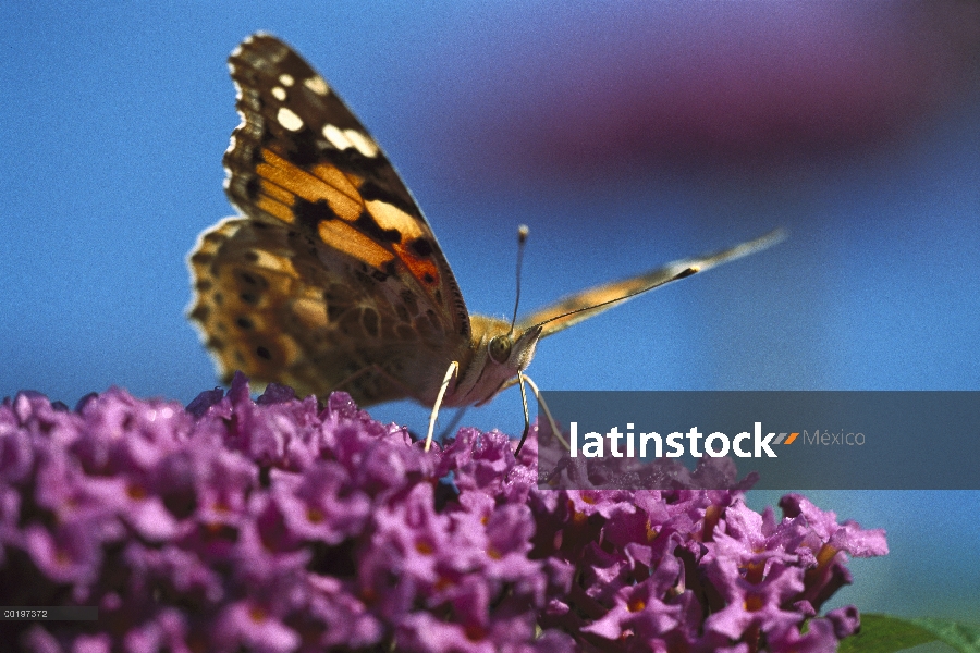 Painted Lady (Vanessa cardui) mariposa de alimentación con probóscide