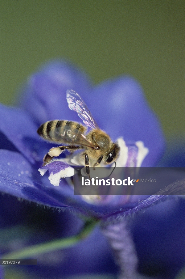 Miel (Apis mellifera) reunión de polen de flores, canasta de polen en la pierna