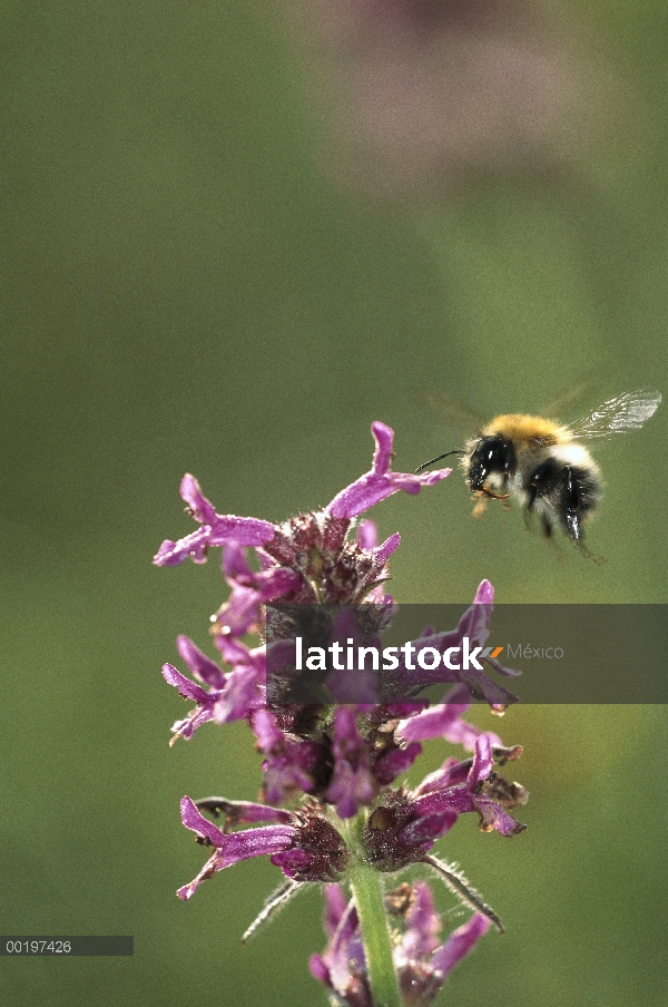 Flores de betónica (Betonica officinalis) atrae a abejas