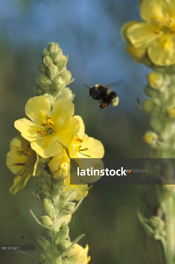 Buff-cola de abejorro (Bombus terrestris) en flor de gordolobo, Alemania