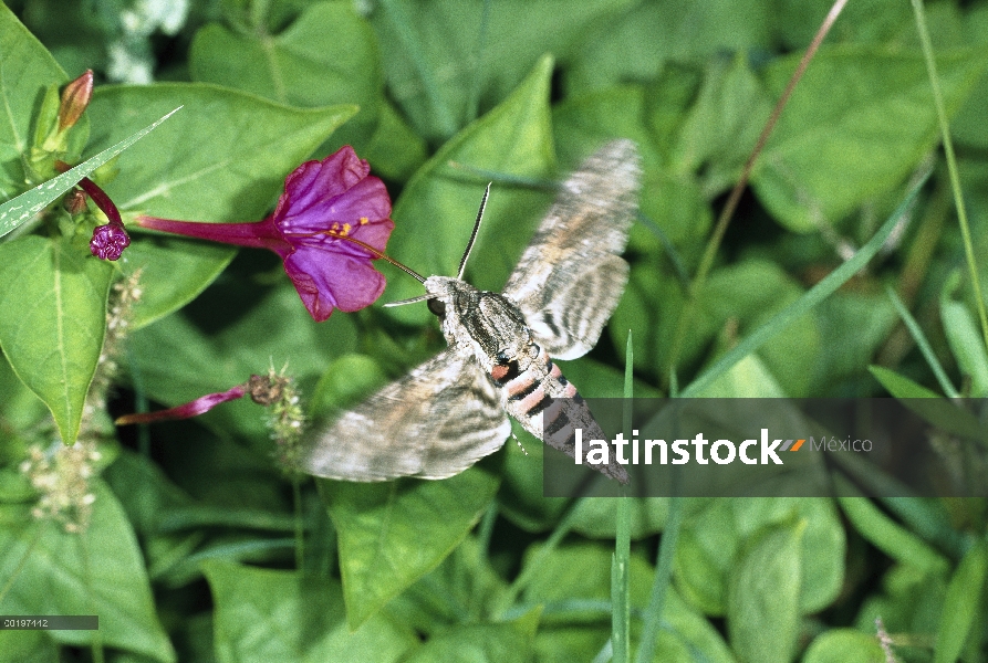 Convolvulus Hawk-polilla (agrio convolvuli) alimentándose de flores con probóscide, Italia