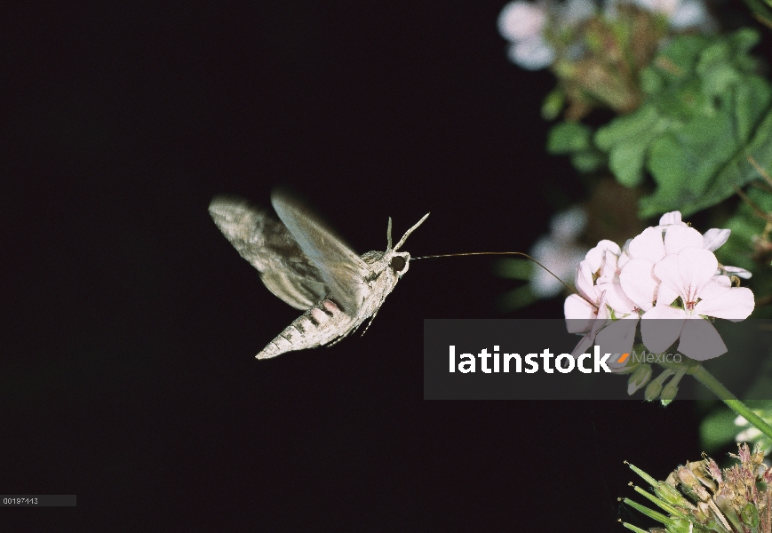 Convolvulus polilla halcón (agrio convolvuli) revoloteando y alimentación con probóscide en flor, It