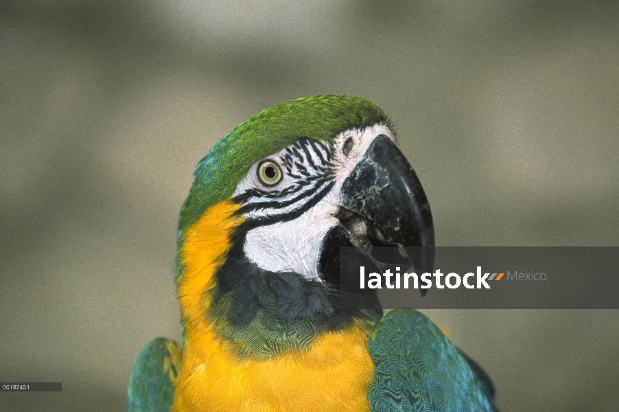 Azul y amarillo guacamayo (Ara ararauna) retrato