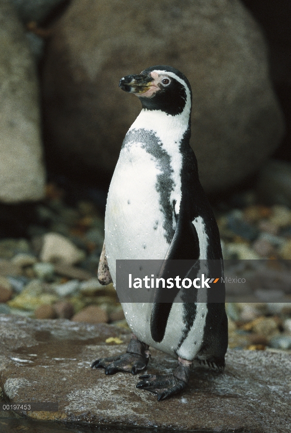 Retrato de adultos pingüino de Humboldt (Spheniscus humboldti), gama en Chile y Perú