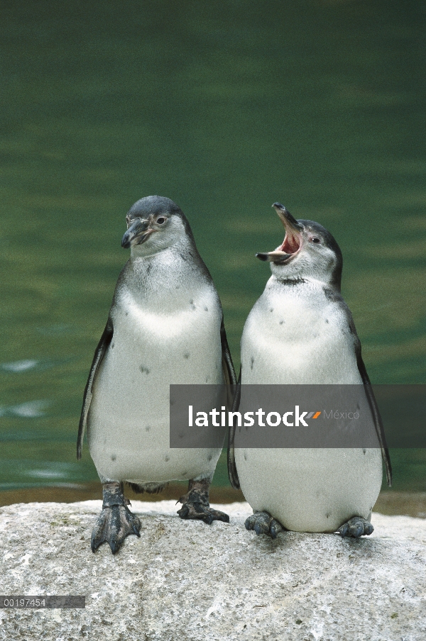 Dos polluelos de pingüino de Humboldt (Spheniscus humboldti) con una llamada, gama en Chile y Perú