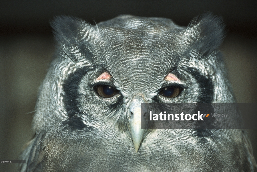 Retrato de cafre-búho real (Bubo lacteus), Europa