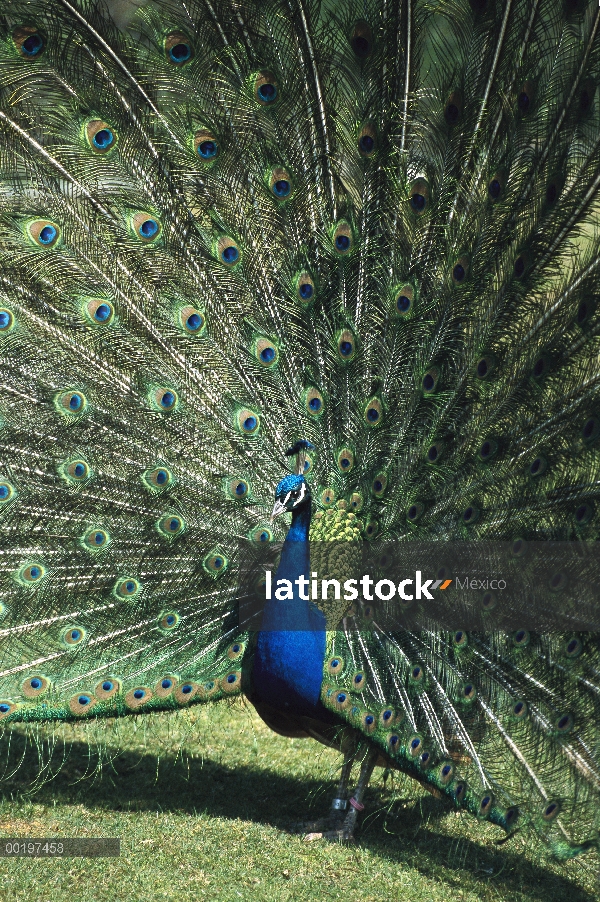 Hombre indio pavo real (Pavo cristatus) en la exhibición de cortejo, Asia