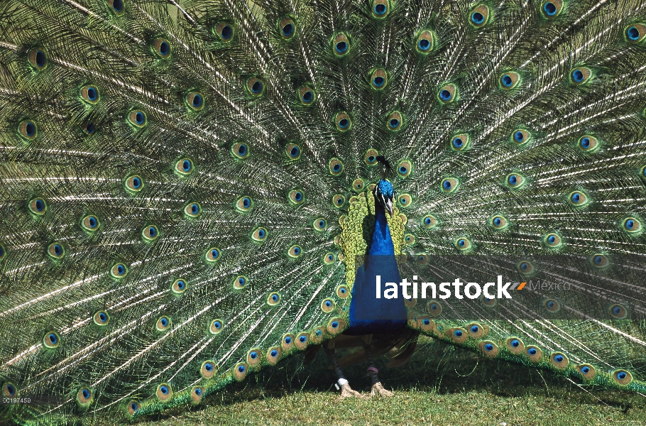 Hombre indio pavo real (Pavo cristatus) en la exhibición de cortejo, Asia