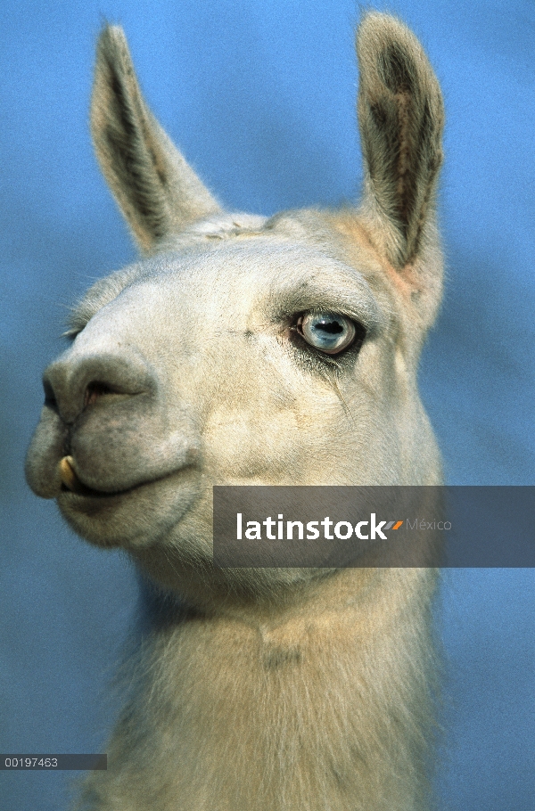 Retrato de llama (Lama glama)