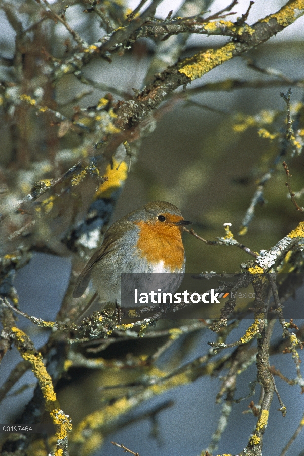 Petirrojo (Erithacus rubecula) percha de árbol, Alemania