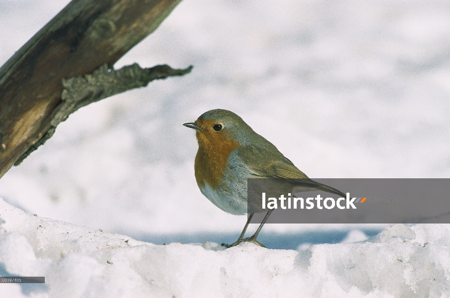 Petirrojo (Erithacus rubecula) en nieve, Alemania