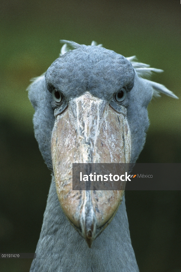 Retrato de shoebill (Balaeniceps rex)