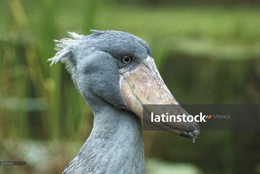 Retrato de shoebill (Balaeniceps rex)