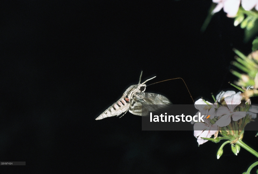 Convolvulus polilla halcón (agrio convolvuli) en flores, Italia