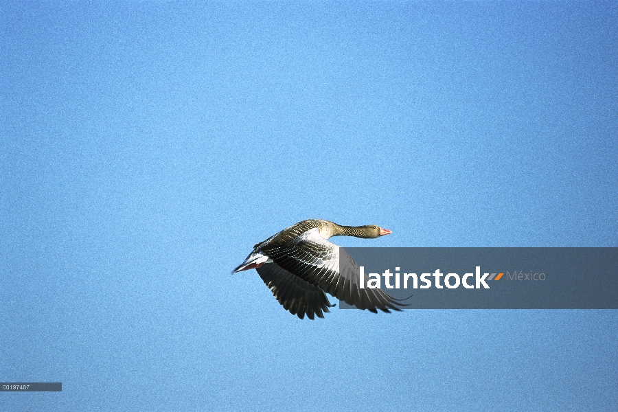 Ganso común (Anser anser) volando, Alemania