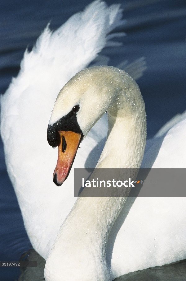 Retrato de primer plano de cisne (vulgar Cygnus olor), Europa