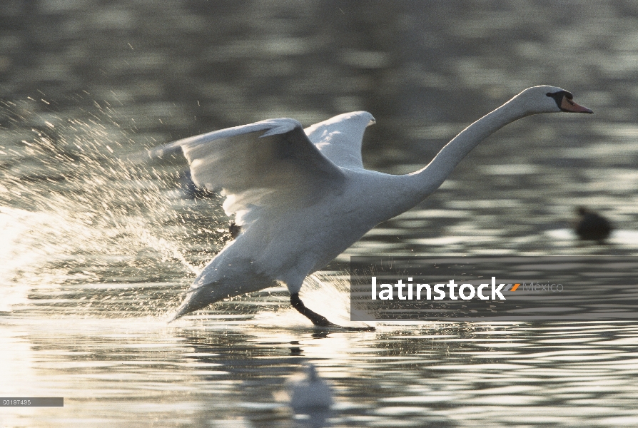 Cisne (vulgar Cygnus olor) aterrizaje en el agua, Europa