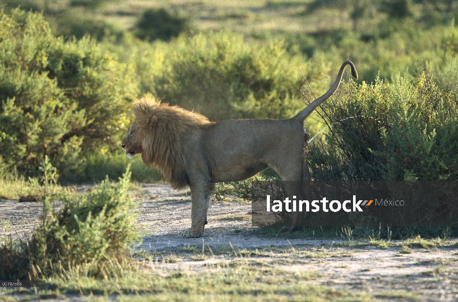 León africano (Panthera leo) masculino aroma marca, Serengeti, Tanzania