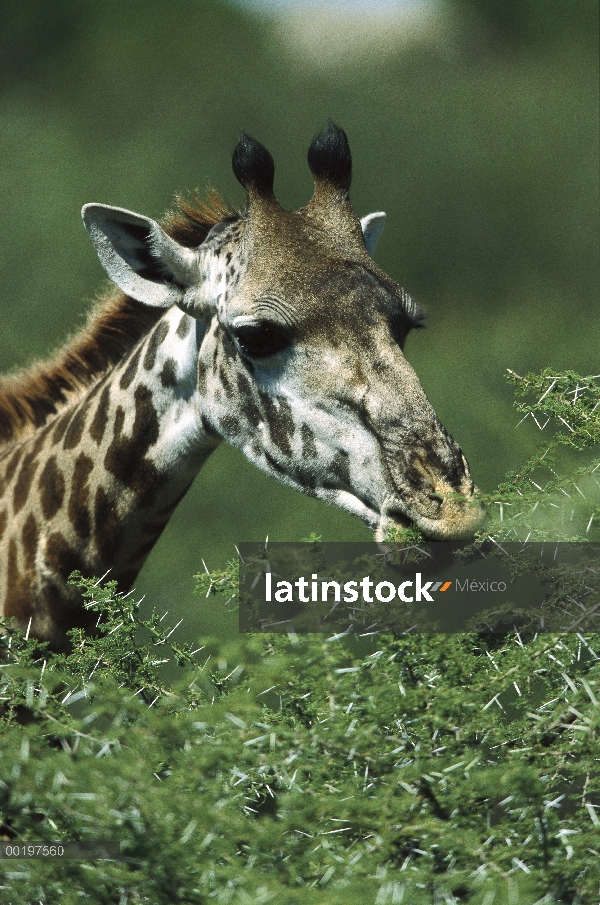 Masai jirafa (Giraffa tippelskirchi) comer Acacia (Acacia sp), África del este