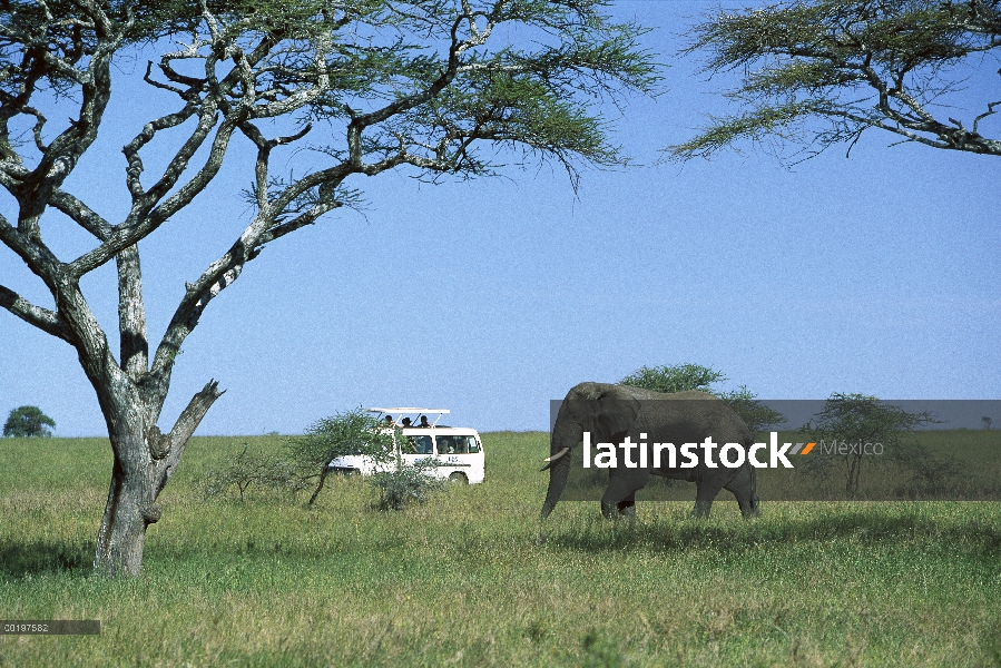 Elefante africano (Loxodonta africana) y el vehículo de safari, la África del este