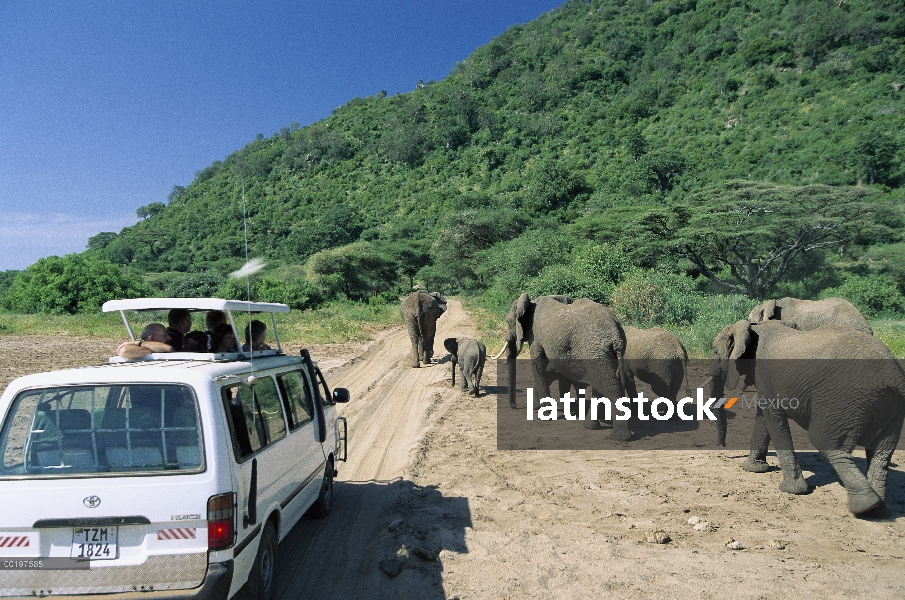 Elefante africano (Loxodonta africana) y el vehículo de safari, la África del este