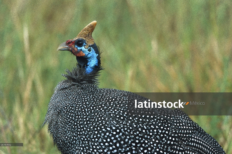 Paují de gallinas de Guinea (Numida meleagris), Serengeti, África