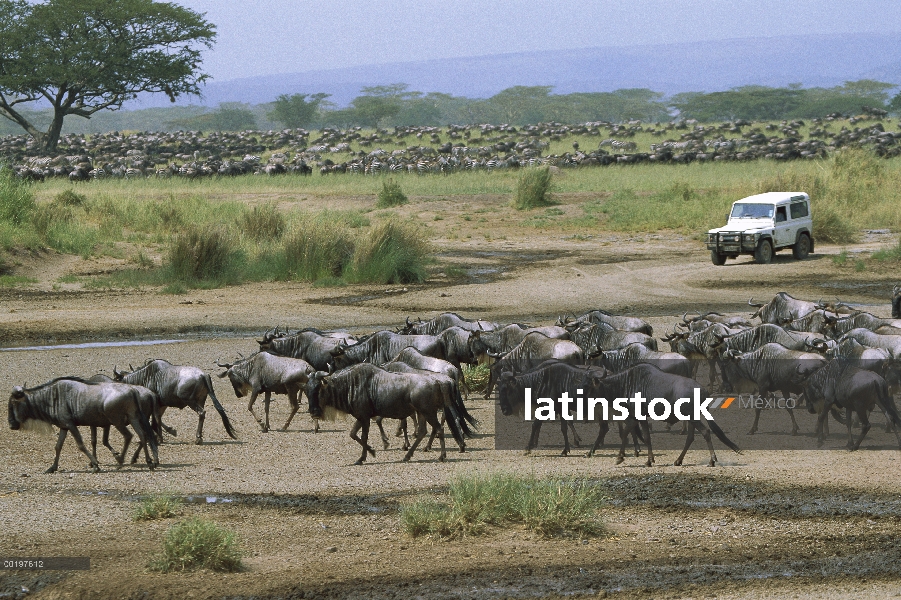 Azul manada de ñu (Connochaetes taurinus), migrando a África de vehículo, Serengeti, safari