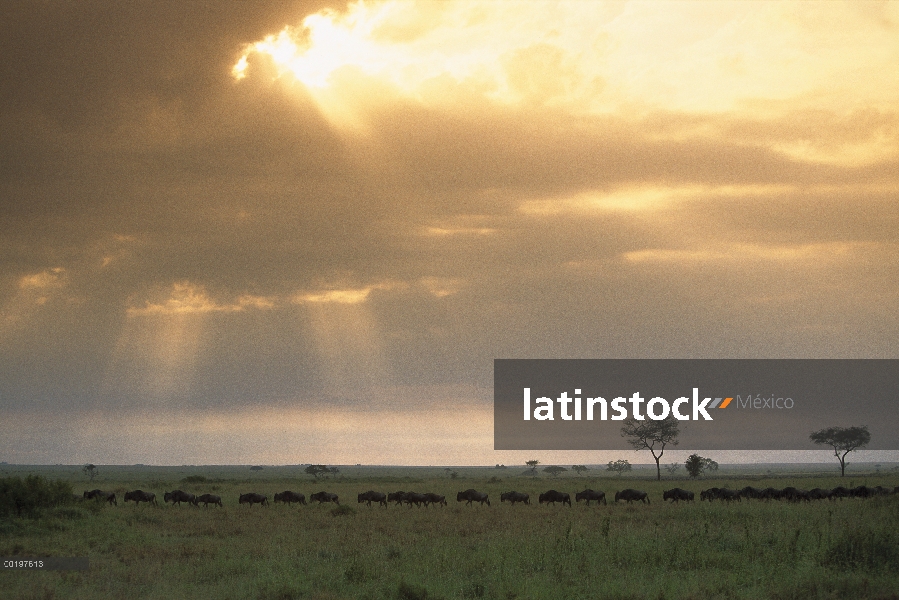 Azul manada de ñu (Connochaetes taurinus) migran a través del Serengeti, África