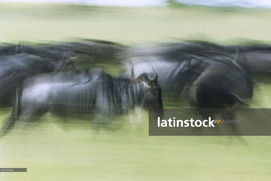 Azul manada de ñu (Connochaetes taurinus) funcionando, Serengeti, África