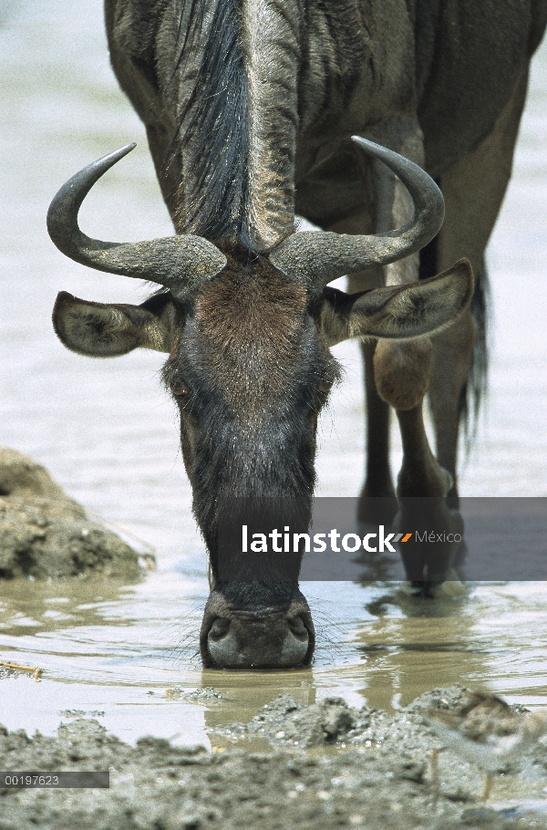 Wildebeest azul (taurinus de Connochaetes) beber, Parque Nacional del Serengeti, África