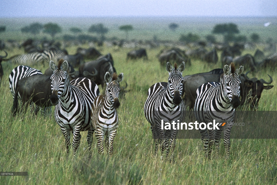 Grupo cebra (Equus burchellii) de Burchell y ñus, Parque Nacional del Serengeti, Tanzania