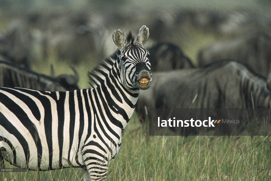 Macho de cebra (Equus burchellii) de Burchell, Parque Nacional del Serengeti, Tanzania