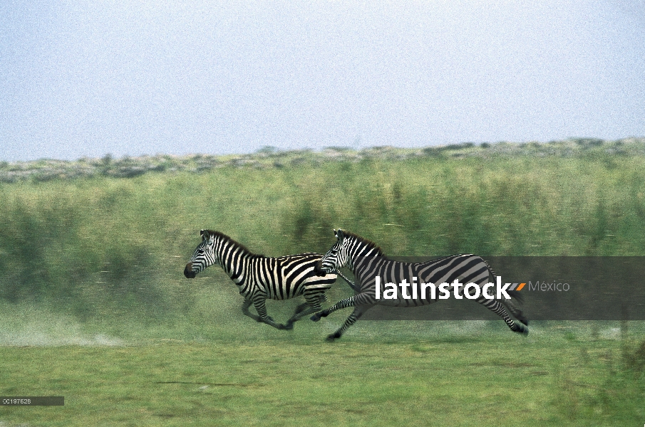 Cebra de Burchell (Equus burchellii) par correr, Parque Nacional del Serengeti, Tanzania