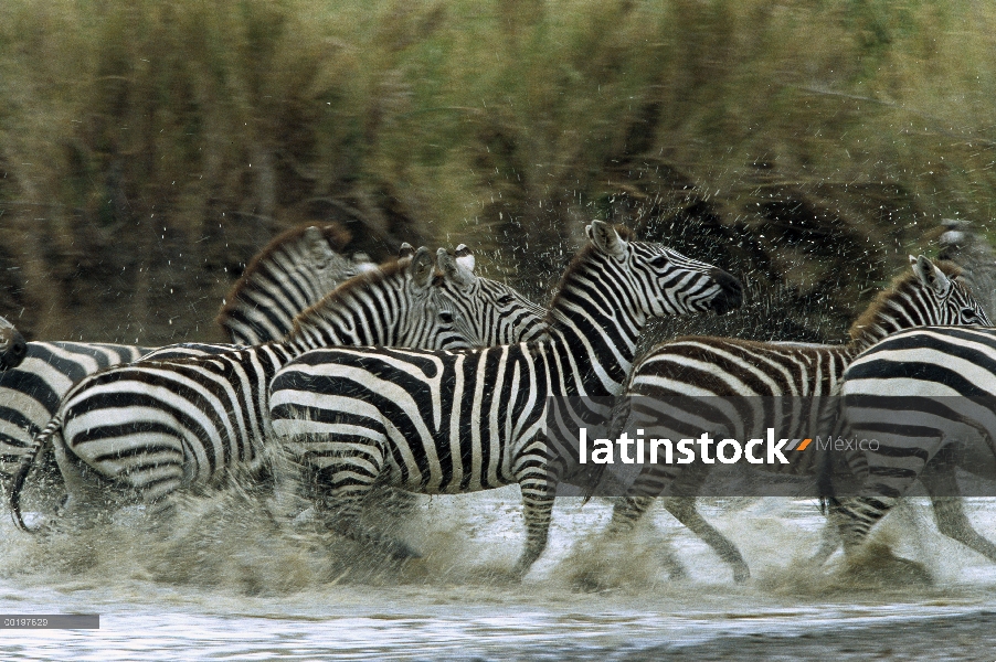 Cebra de Burchell (Equus burchellii) manada corriendo a través del agua, Parque Nacional del Serenge