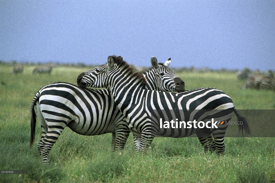 Cebra de Burchell (Equus burchellii) par descansar, Parque Nacional del Serengeti, Tanzania