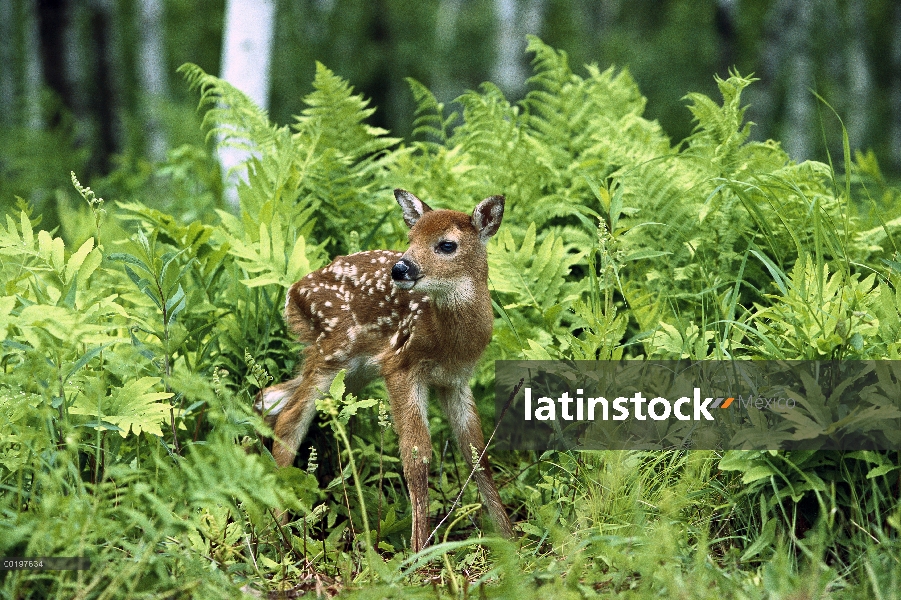 Venado de cola blanca (Odocoileus virginianus) fawn pie en helechos, América del norte