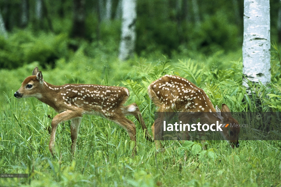 Venado de cola blanca (Odocoileus virginianus) fawn par pasto, América del norte