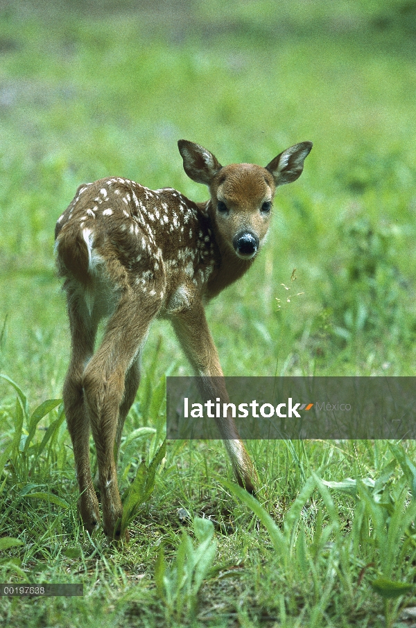 Venado de cola blanca (Odocoileus virginianus) fawn de pie en un prado de primavera, América del nor