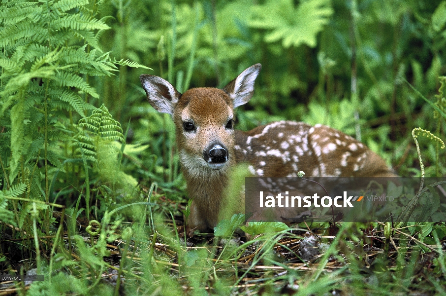 Cervatillo de venado de cola blanca (Odocoileus virginianus) en medio de helechos, América del norte