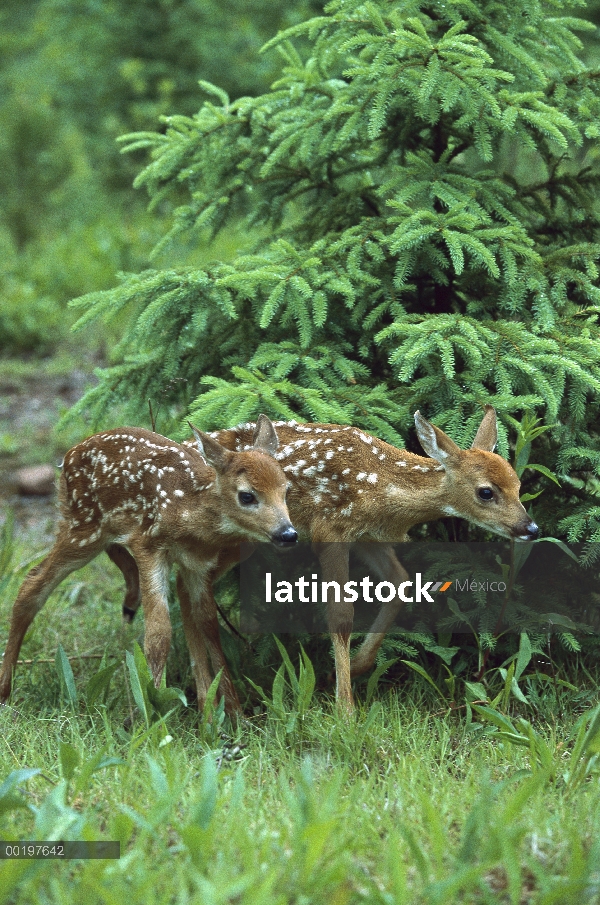 Cervatillos de venado cola blanca (Odocoileus virginianus) en Prado de primavera, América del norte