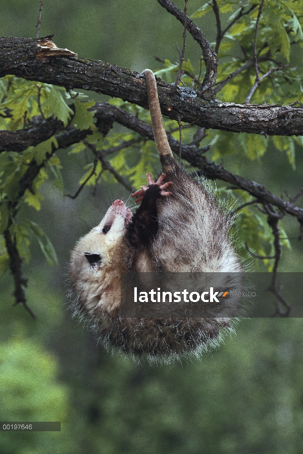 Mujer del oposum de Virginia (Didelphis virginiana) colgando en el árbol de cola prensil, América de