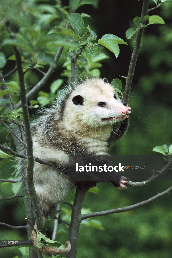 Mujer del oposum de Virginia (Didelphis virginiana) en árbol, de América del norte