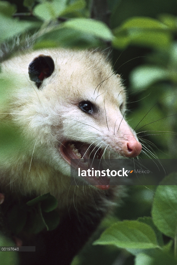 Mujer del oposum de Virginia (Didelphis virginiana) silbido, América del norte