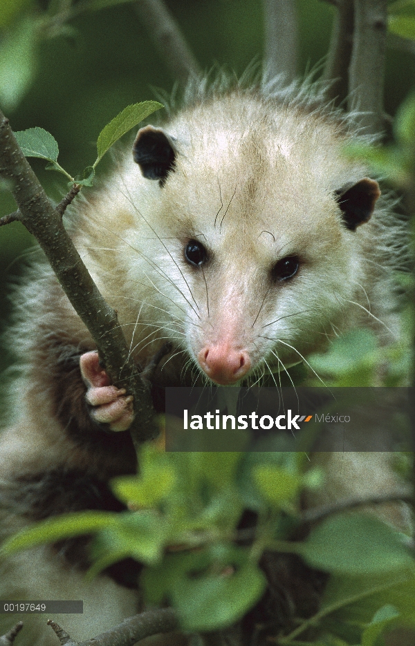 Retrato femenino del oposum de Virginia (Didelphis virginiana) en árbol, de América del norte