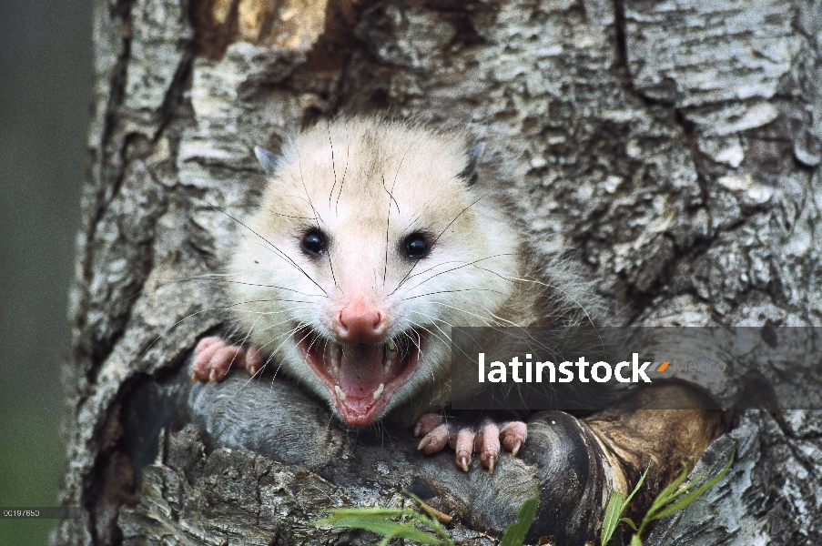 Mujer del oposum de Virginia (Didelphis virginiana) silbidos de cavidad de árbol, América del norte