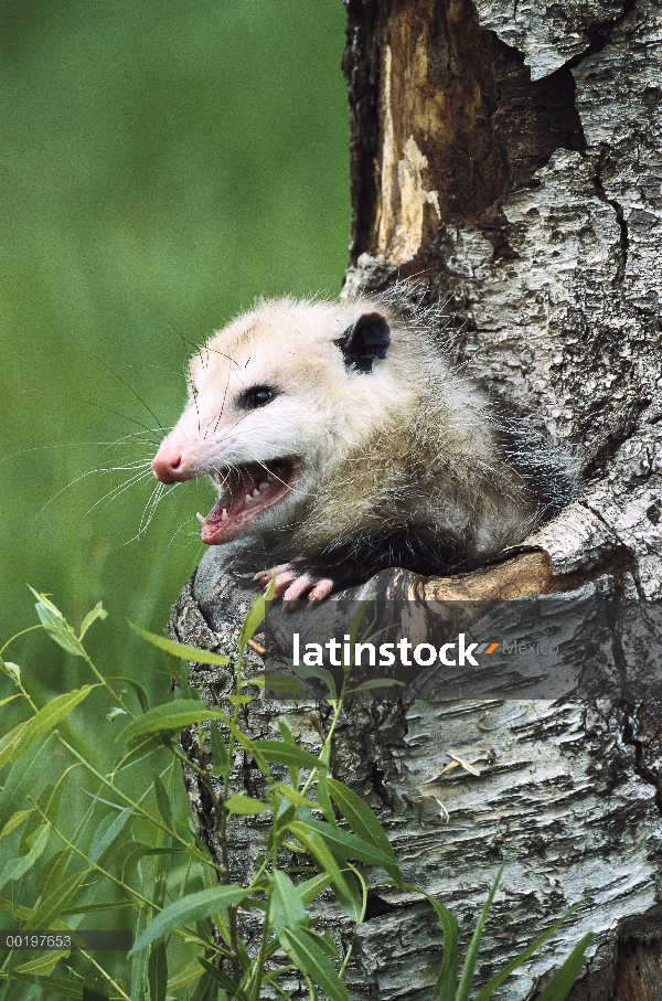 Mujer del oposum de Virginia (Didelphis virginiana) silbidos de cavidad de árbol, América del norte