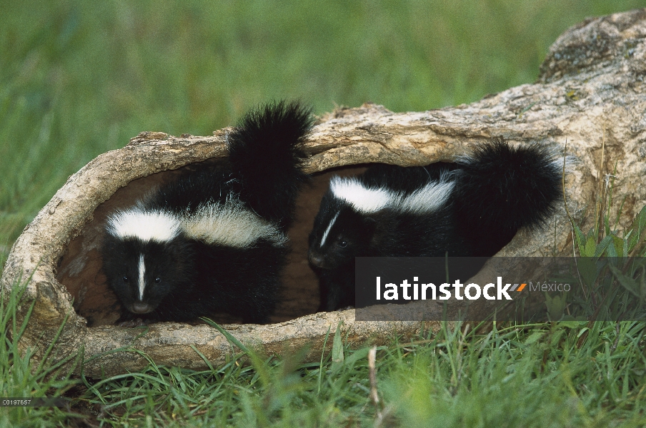 Zorrillo rayado (mephitis Mephitis) par de kit en un registro, de América del norte