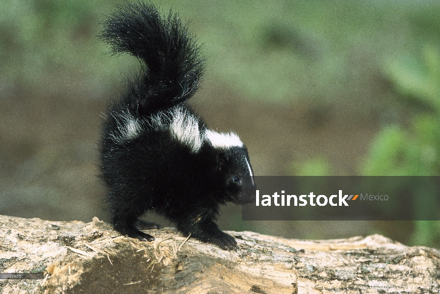 Zorrillo rayado (mephitis Mephitis) kit de registro con la cola levantada para rociar, América del n